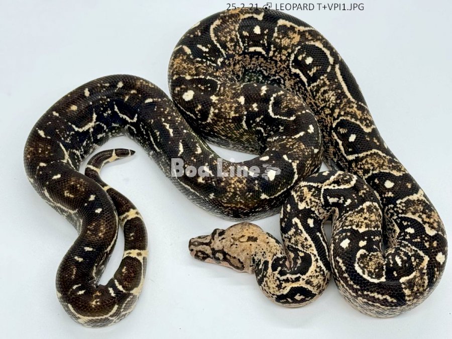 LEOPARD T+VPI